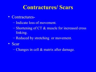 Contractures/ Scars Contractures-  Indicate loss of movement. Shortening of CT & muscle for increased cross linking. Reduced by stretching  or movement. Scar Changes in cell & matrix after damage. 