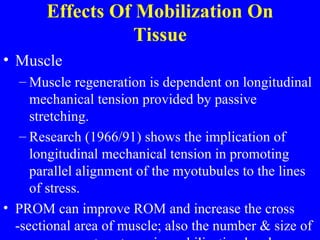 Effects Of Mobilization On Tissue Muscle Muscle regeneration is dependent on longitudinal mechanical tension provided by passive stretching. Research (1966/91) shows the implication of longitudinal mechanical tension in promoting parallel alignment of the myotubules to the lines of stress. PROM can improve ROM and increase the cross -sectional area of muscle; also the number & size of sacromeres return to preimmobilization levels. 
