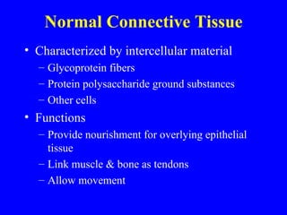 Normal Connective Tissue Characterized by intercellular material Glycoprotein fibers Protein polysaccharide ground substances Other cells Functions Provide nourishment for overlying epithelial tissue Link muscle & bone as tendons Allow movement 