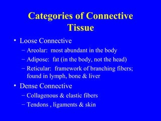 Categories of Connective Tissue Loose Connective Areolar:  most abundant in the body Adipose:  fat (in the body, not the head) Reticular:  framework of branching fibers; found in lymph, bone & liver Dense Connective Collagenous & elastic fibers Tendons , ligaments & skin 