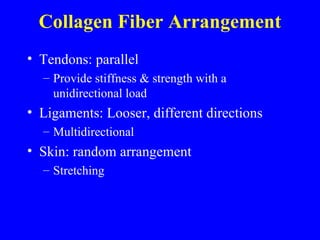 Collagen Fiber Arrangement Tendons: parallel  Provide stiffness & strength with a unidirectional load Ligaments: Looser, different directions Multidirectional Skin: random arrangement Stretching 