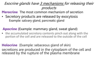 Exocrine glands have 3 mechanisms for releasing their
products
Merocrine The most common mechanism of secretion
• Secretory products are released by exocytosis
Example: salivary gland, pancreatic gland
Apocrine (Example: mammary gland, sweat gland)
• the accumulated secretory contents pinch out along with the
portion of the cell and are released to the outside of the cell
Holocrine (Example: sebaceous gland of skin)
secretions are produced in the cytoplasm of the cell and
released by the rupture of the plasma membrane
 