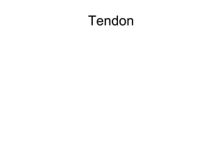 Tendon 