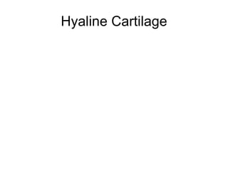Hyaline Cartilage 