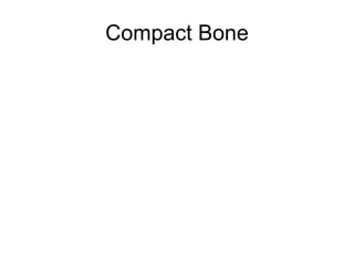 Compact Bone 