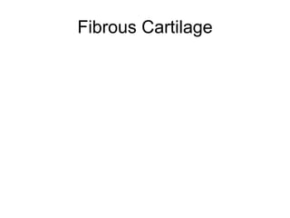 Fibrous Cartilage 