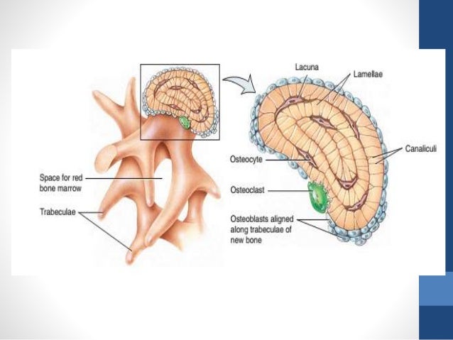Connective tissues Connective tissues