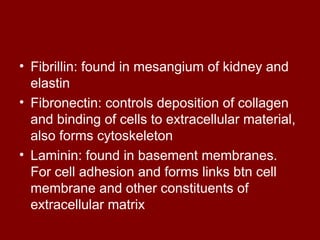 • Fibrillin: found in mesangium of kidney and
elastin
• Fibronectin: controls deposition of collagen
and binding of cells to extracellular material,
also forms cytoskeleton
• Laminin: found in basement membranes.
For cell adhesion and forms links btn cell
membrane and other constituents of
extracellular matrix
 