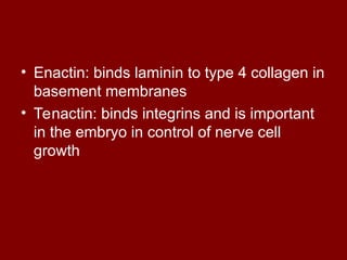 • Enactin: binds laminin to type 4 collagen in
basement membranes
• Tenactin: binds integrins and is important
in the embryo in control of nerve cell
growth
 