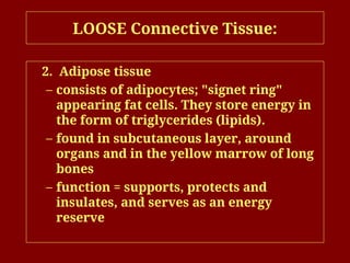 LOOSE Connective Tissue:
2. Adipose tissue
– consists of adipocytes; "signet ring"
appearing fat cells. They store energy in
the form of triglycerides (lipids).
– found in subcutaneous layer, around
organs and in the yellow marrow of long
bones
– function = supports, protects and
insulates, and serves as an energy
reserve
 