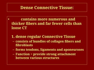 Dense Connective Tissue:
• contains more numerous and
thicker fibers and far fewer cells than
loose CT
1. dense regular Connective Tissue
– consists of bundles of collagen fibers and
fibroblasts
– forms tendons, ligaments and aponeuroses
– Function = provide strong attachment
between various structures
 
