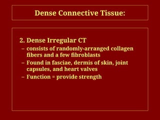 Dense Connective Tissue:
2. Dense Irregular CT
– consists of randomly-arranged collagen
fibers and a few fibroblasts
– Found in fasciae, dermis of skin, joint
capsules, and heart valves
– Function = provide strength
 