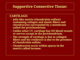Supportive Connective Tissue:
CARTILAGE:
– Jelly-like matrix (chondroitin sulfate)
containing collagen and elastic fibers and
chondrocytes surrounded by a membrane
called the perichondrium.
– Unlike other CT, cartilage has NO blood vessels
or nerves except in the perichondrium.
– The strength of cartilage is due to collagen
fibers and the resilience is due to the presence
of chondroitin sulfate.
– Chondrocytes occur within spaces in the
matrix called lacunae.
 