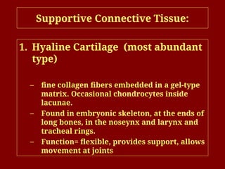 Supportive Connective Tissue:
1. Hyaline Cartilage (most abundant
type)
– fine collagen fibers embedded in a gel-type
matrix. Occasional chondrocytes inside
lacunae.
– Found in embryonic skeleton, at the ends of
long bones, in the noseynx and larynx and
tracheal rings.
– Function= flexible, provides support, allows
movement at joints
 