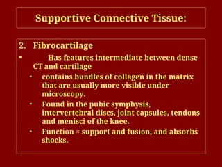 Supportive Connective Tissue:
2. Fibrocartilage
• Has features intermediate between dense
CT and cartilage
• contains bundles of collagen in the matrix
that are usually more visible under
microscopy.
• Found in the pubic symphysis,
intervertebral discs, joint capsules, tendons
and menisci of the knee.
• Function = support and fusion, and absorbs
shocks.
 