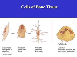 Cells of Bone Tissue
 