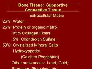Bone Tissue: Supportive
Connective Tissue
Extracellular Matrix
25% Water
25% Protein or organic matrix
95% Collagen Fibers
5% Chondroitin Sulfate
50% Crystalized Mineral Salts
Hydroxyapatite
(Calcium Phosphate)
Other substances: Lead, Gold,
 