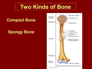Two Kinds of Bone
Compact Bone
Spongy Bone
 