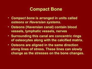 Compact Bone
• Compact bone is arranged in units called
osteons or Haversian systems.
• Osteons (Haversian canal) contain blood
vessels, lymphatic vessels, nerves
• Surrounding this canal are concentric rings
of osteocytes along with the calcified matrix.
• Osteons are aligned in the same direction
along lines of stress. These lines can slowly
change as the stresses on the bone changes.
 