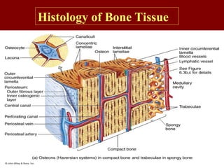 Histology of Bone Tissue
 