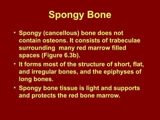 Spongy Bone
• Spongy (cancellous) bone does not
contain osteons. It consists of trabeculae
surrounding many red marrow filled
spaces (Figure 6.3b).
• It forms most of the structure of short, flat,
and irregular bones, and the epiphyses of
long bones.
• Spongy bone tissue is light and supports
and protects the red bone marrow.
 