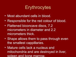 Erythrocytes
• Most abundant cells in blood.
• Responsible for the red colour of blood.
• Flattened biconcave discs, 7.2
micrometers in diameter and 2.2
micrometers thick.
• Shape allows them to pass through even
the smallest cappillaries.
• Mature cells lack a nucleus and
mitochondria and are destroyed in liver,
spleen and bone marrow.
 