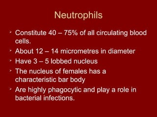 Neutrophils

Constitute 40 – 75% of all circulating blood
cells.

About 12 – 14 micrometres in diameter

Have 3 – 5 lobbed nucleus

The nucleus of females has a
characteristic bar body

Are highly phagocytic and play a role in
bacterial infections.
 