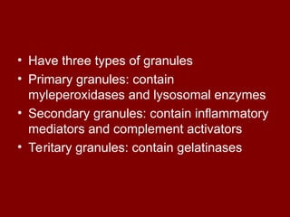 • Have three types of granules
• Primary granules: contain
myleperoxidases and lysosomal enzymes
• Secondary granules: contain inflammatory
mediators and complement activators
• Teritary granules: contain gelatinases
 