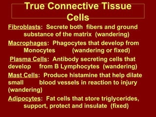 True Connective Tissue
Cells
Fibroblasts: Secrete both fibers and ground
substance of the matrix (wandering)
Macrophages: Phagocytes that develop from
Monocytes (wandering or fixed)
Plasma Cells: Antibody secreting cells that
develop from B Lymphocytes (wandering)
Mast Cells: Produce histamine that help dilate
small blood vessels in reaction to injury
(wandering)
Adipocytes: Fat cells that store triglycerides,
support, protect and insulate (fixed)
 