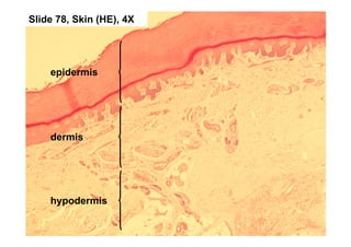 Connective and supporting tissue | PDF