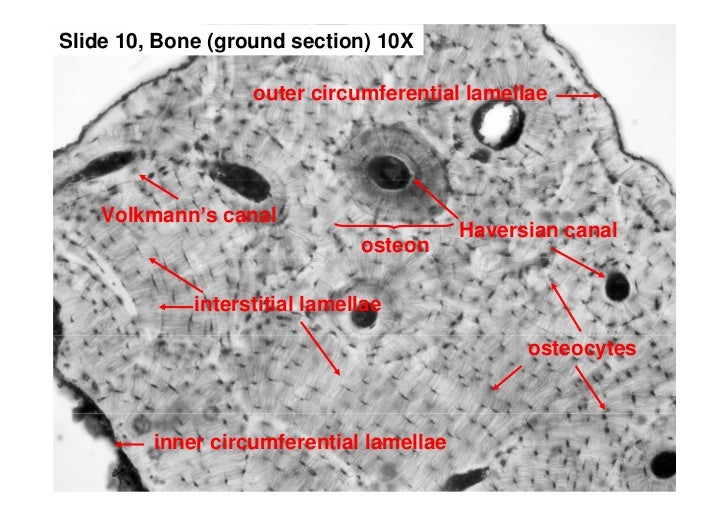 Connective and supporting tissue