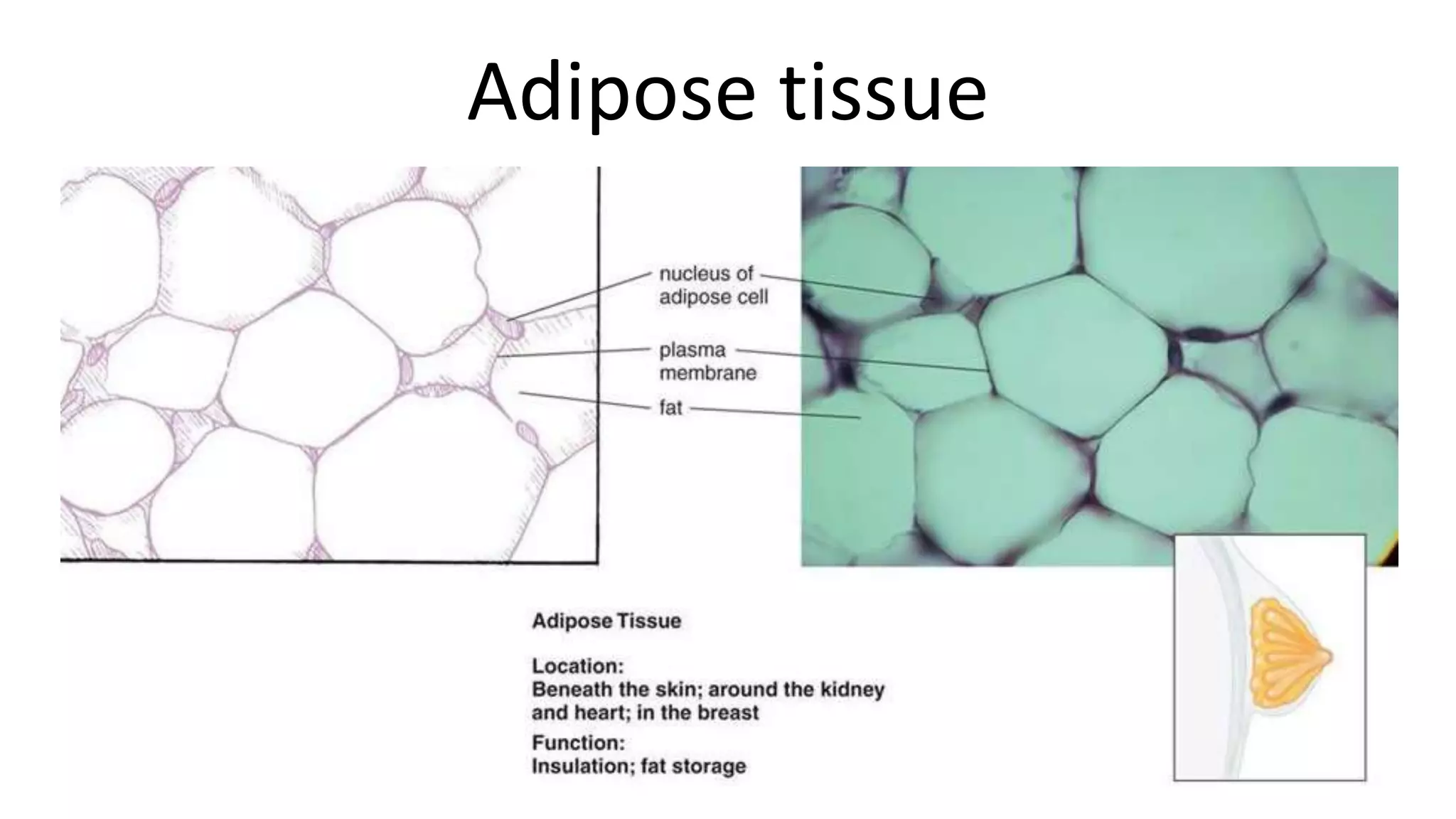 Adipose tissue