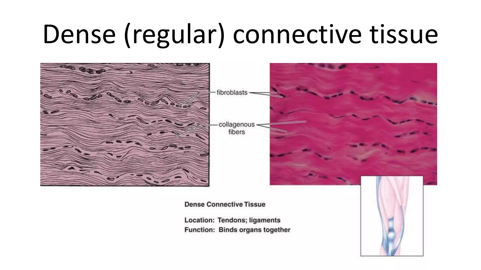 Dense (regular) connective tissue
