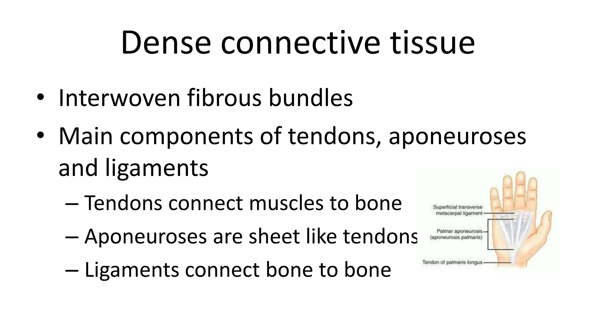 Dense connective tissue
• Interwoven fibrous bundles
• Main components of tendons, aponeuroses
and ligaments
– Tendons connect muscles to bone
– Aponeuroses are sheet like tendons
– Ligaments connect bone to bone