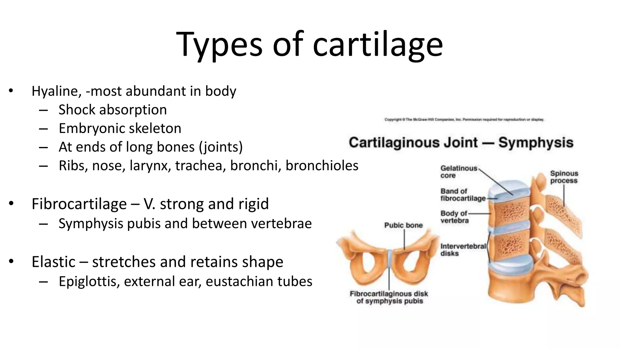 Types of cartilage
• Hyaline, -most abundant in body
– Shock absorption
– Embryonic skeleton
– At ends of long bones (joints)
– Ribs, nose, larynx, trachea, bronchi, bronchioles
• Fibrocartilage – V. strong and rigid
– Symphysis pubis and between vertebrae
• Elastic – stretches and retains shape
– Epiglottis, external ear, eustachian tubes