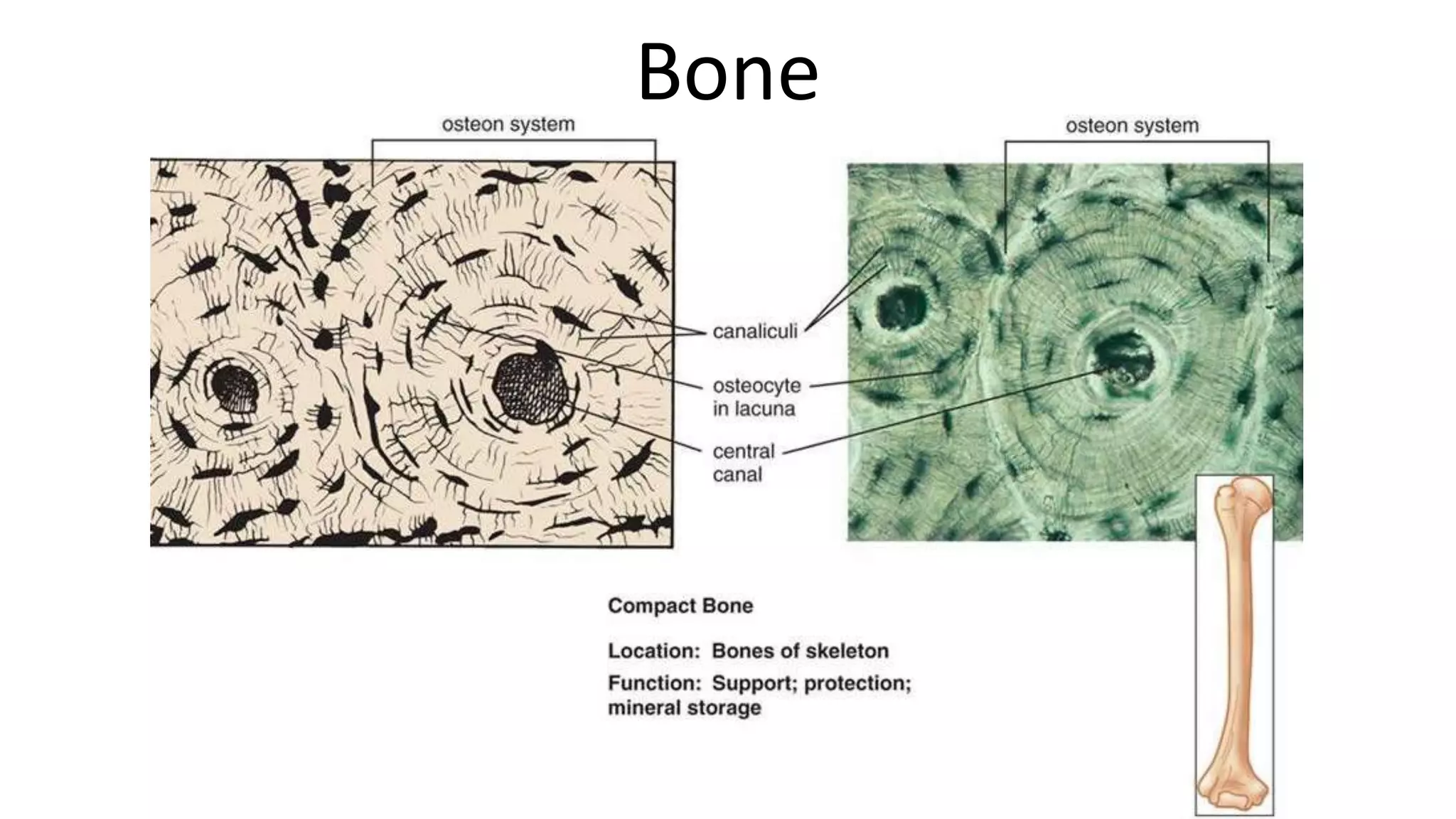 Bone