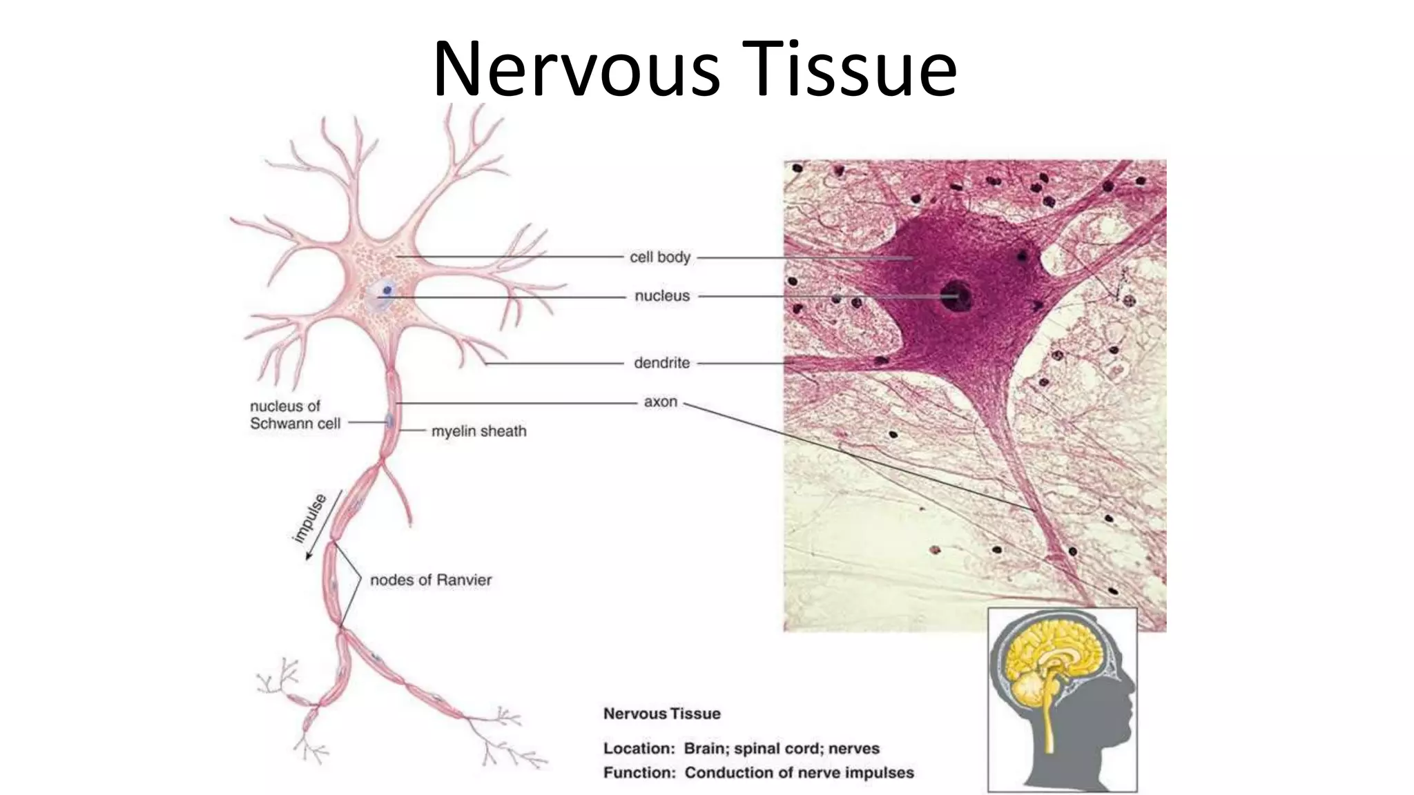 Nervous Tissue
