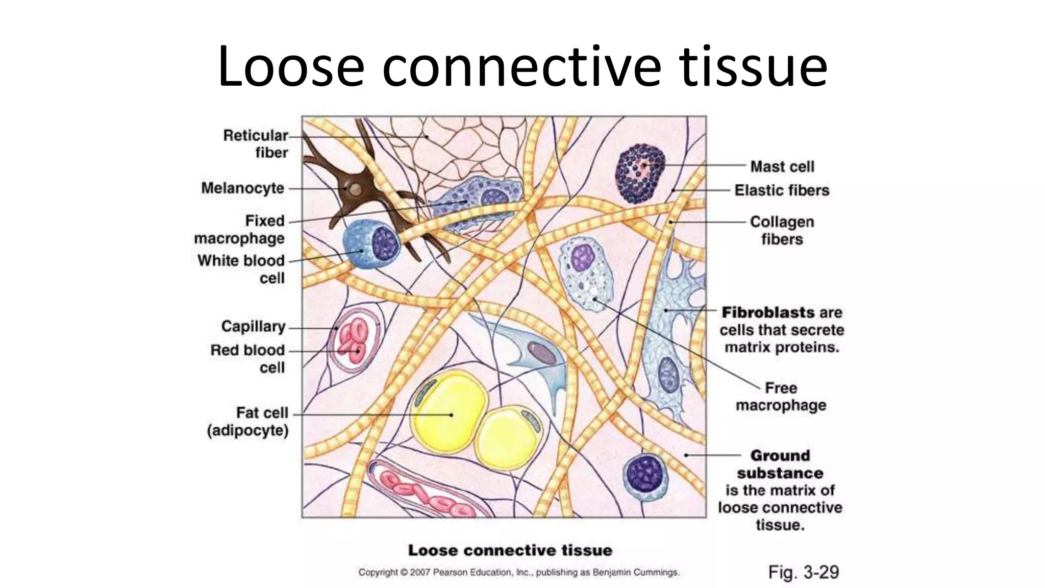 Loose connective tissue