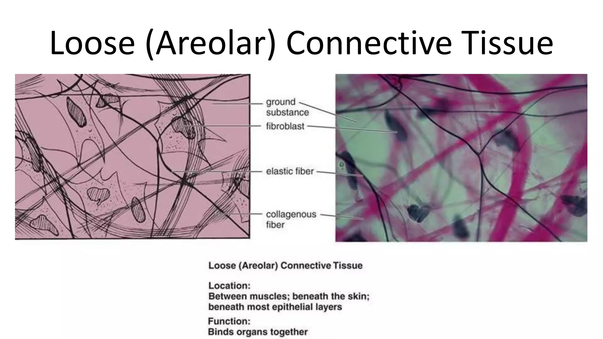 Loose (Areolar) Connective Tissue