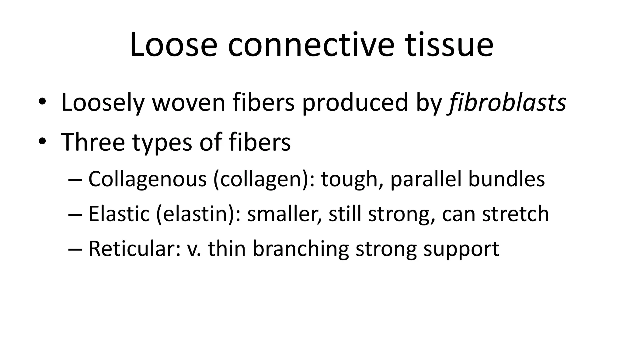 Loose connective tissue
• Loosely woven fibers produced by fibroblasts
• Three types of fibers
– Collagenous (collagen): tough, parallel bundles
– Elastic (elastin): smaller, still strong, can stretch
– Reticular: v. thin branching strong support