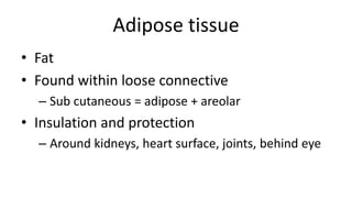 Adipose tissue
• Fat
• Found within loose connective
– Sub cutaneous = adipose + areolar
• Insulation and protection
– Around kidneys, heart surface, joints, behind eye