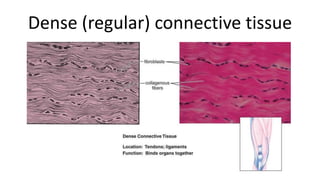 Dense (regular) connective tissue