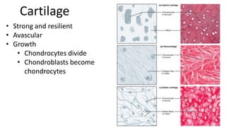 Cartilage
• Strong and resilient
• Avascular
• Growth
• Chondrocytes divide
• Chondroblasts become
chondrocytes