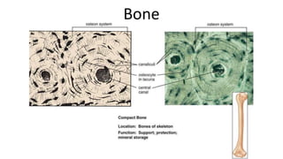 Bone
