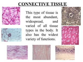 This type of tissue is the most abundant, widespread, and varied of all tissue types in the body. It also has the widest variety of functions.  CONNECTIVE TISSUE 