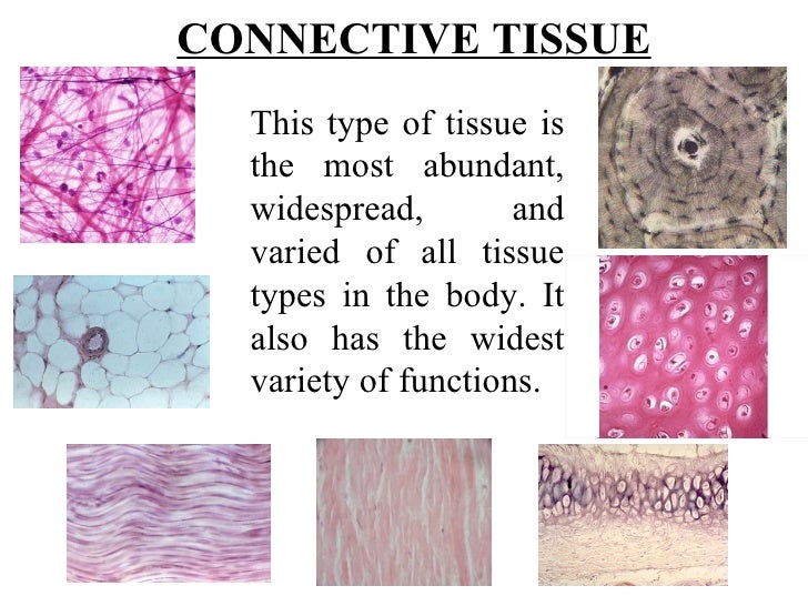 Types Of Tissues Worksheet