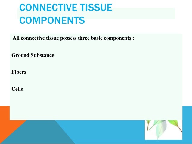 Three main components of connective tissue