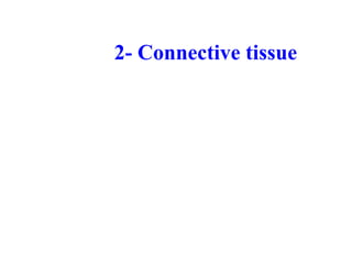2- Connective tissue
 