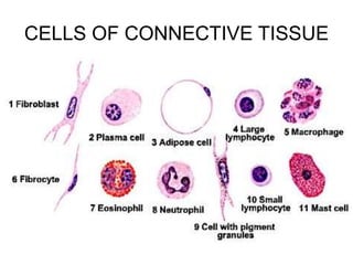Comprehensive Overview of Connective Tissue: Types, Components, and ...