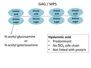 Uronic
acid
Amino
sugar
Uronic
acid
Amino
sugar
Uronic
acid
Amino
sugar
Uronic
acid
Amino
sugar
N-acetyl glucosamine
or
N-acetyl galactosamine
Hyaluronic acid
• Predominant
• No SO4 side chain
• Not linked with protein
GAG / MPS
 